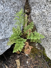 Cryptogramma acrostichoides