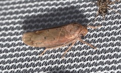 Ponana
