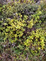 Veronica ligustrifolia