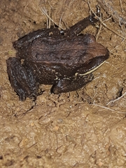 Pristimantis buckleyi