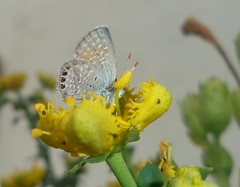 Brephidium exilis exilis