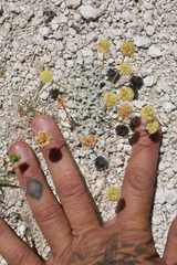 Eriogonum argophyllum