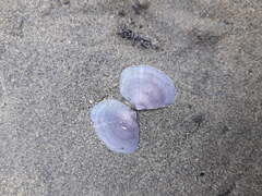 Heterodonax pacificus