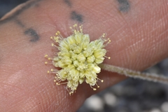 Eriogonum argophyllum
