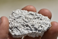 Eriogonum argophyllum