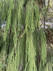 Dacrydium