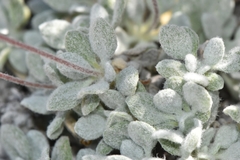 Eriogonum argophyllum