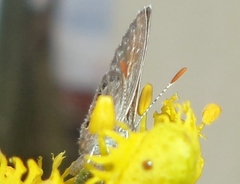 Brephidium exilis exilis
