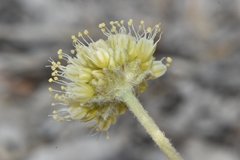Eriogonum argophyllum