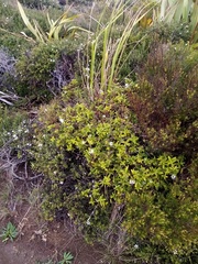 Veronica ligustrifolia