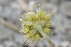 Eriogonum argophyllum