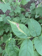 Aulagromyza orbitalis