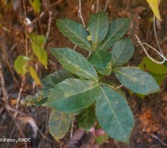 Orfilea multispicata