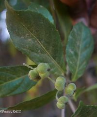 Orfilea multispicata
