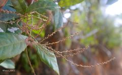 Orfilea multispicata