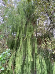 Dacrydium