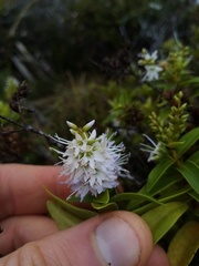 Veronica ligustrifolia