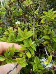Veronica ligustrifolia