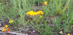 Lotus corniculatus