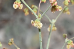Eriogonum hookeri