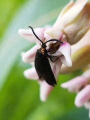 Acoloithus falsarius
