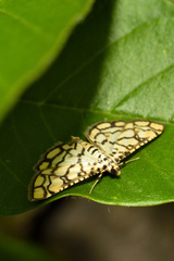 Hileithia