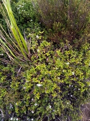 Veronica ligustrifolia