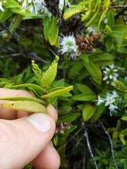 Veronica ligustrifolia