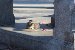 Sciurus carolinensis