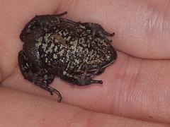 Pristimantis buckleyi