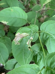 Aulagromyza orbitalis