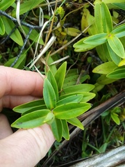 Veronica ligustrifolia