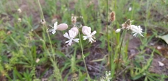 Silene vulgaris