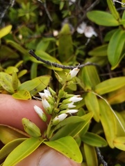 Veronica ligustrifolia