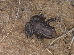 Pristimantis buckleyi