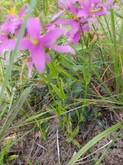 Sabatia campestris