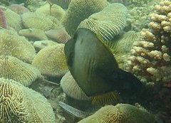 Amanses scopas