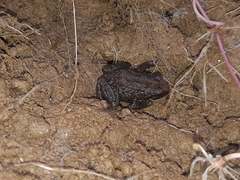 Pristimantis buckleyi
