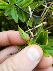 Veronica ligustrifolia
