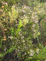 Erica petraea