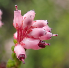 Erica petraea