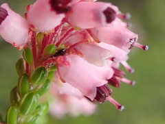 Erica petraea