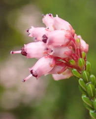 Erica petraea