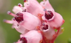 Erica petraea