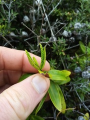 Veronica ligustrifolia