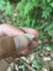 Parapoynx badiusalis