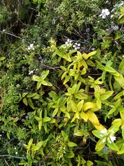 Veronica ligustrifolia