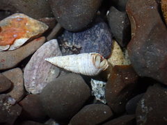 Semisulcospiridae