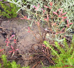 Pelargonium multicaule multicaule