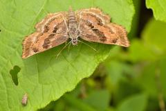 Antigonus funebris